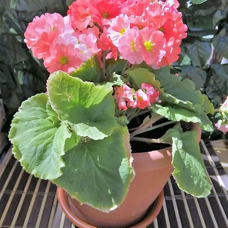 L'approdo Del Re Казерта