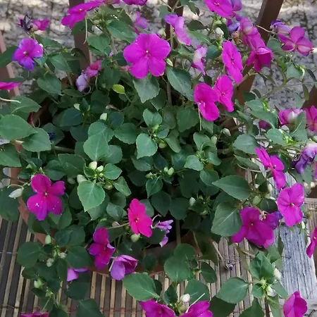 L'approdo Del Re Апартаменты Казерта