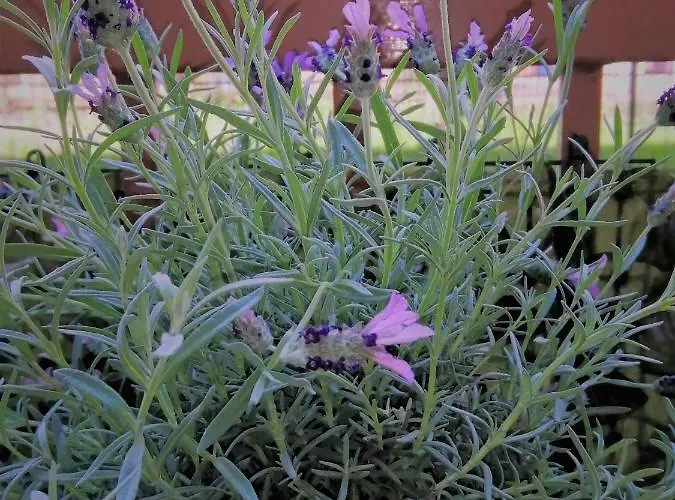 Apartamento L'approdo Del Re